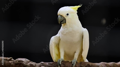 white parrot cockatoo ,Video Clip stock footage. photo