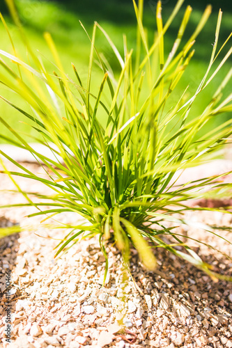 lomandra grass shining in the golden light in sunny backyard next to lawn and pebbles photo