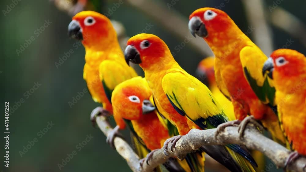 Little Parrot colorful bird, (White Eye-ring), Fischer Lovebirds, Video Clip stock footage.