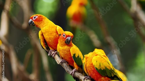 Little Parrot colorful bird, (White Eye-ring), Fischer Lovebirds, Video Clip stock footage.