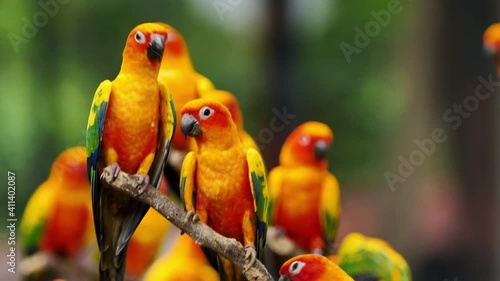 Little Parrot colorful bird, (White Eye-ring), Fischer Lovebirds, Video Clip stock footage.