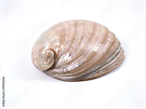 Sea shell Haliotis diversicolor animal , Mollusca isolated on white background