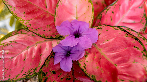 close up of pink flower