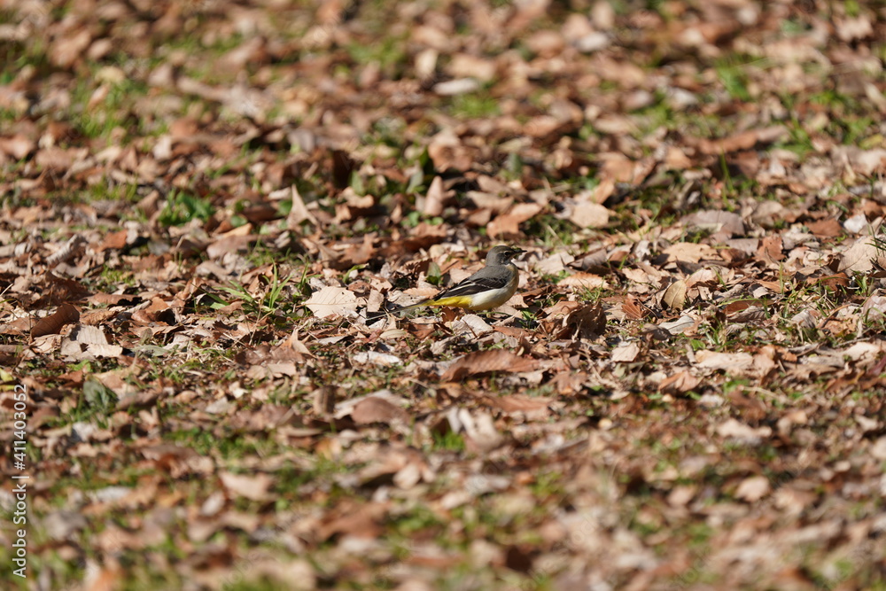 gray wagtail on the falling leaves gray wagtail on the falling leaves