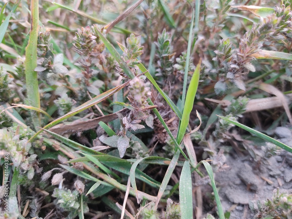 Beautiful macro Green fresh plants grass.field of fresh green grass.Agricultural landscape in the summer time.