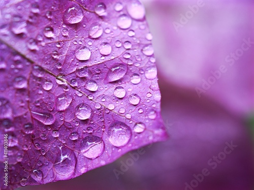 Purple petals flower with water drops on flower plants ,macro image for background ,closeup dew drops on violet petal