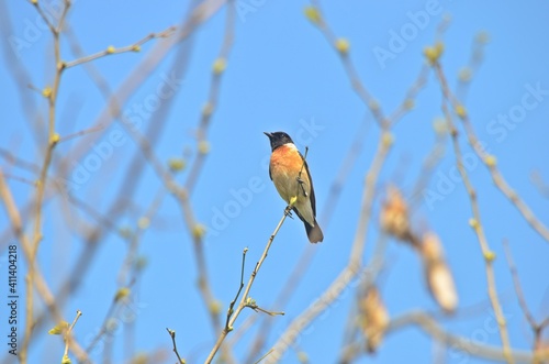 stonechat