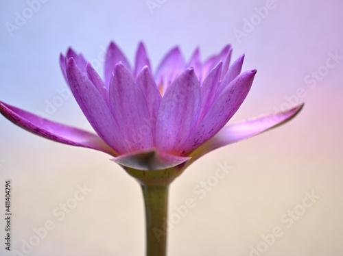 purple water lily  lotus flower isolated on pastel violet background  macro image for background 