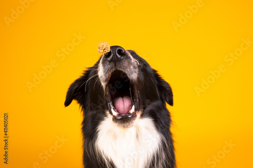 border collie portrait on yellow catching food