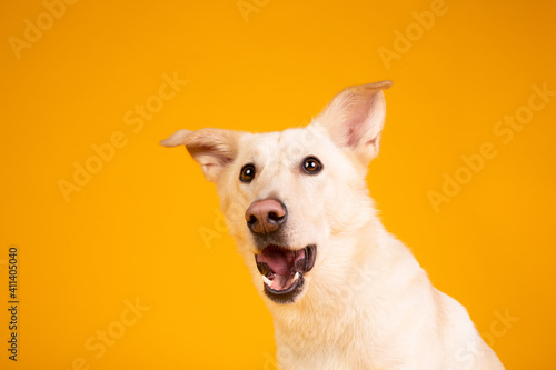 portrait of a white dog on yellow funny face