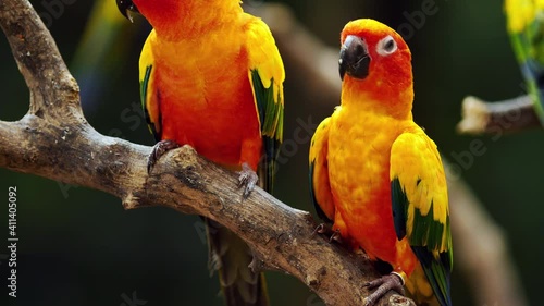 Little Parrot colorful bird, (White Eye-ring), Fischer Lovebirds.