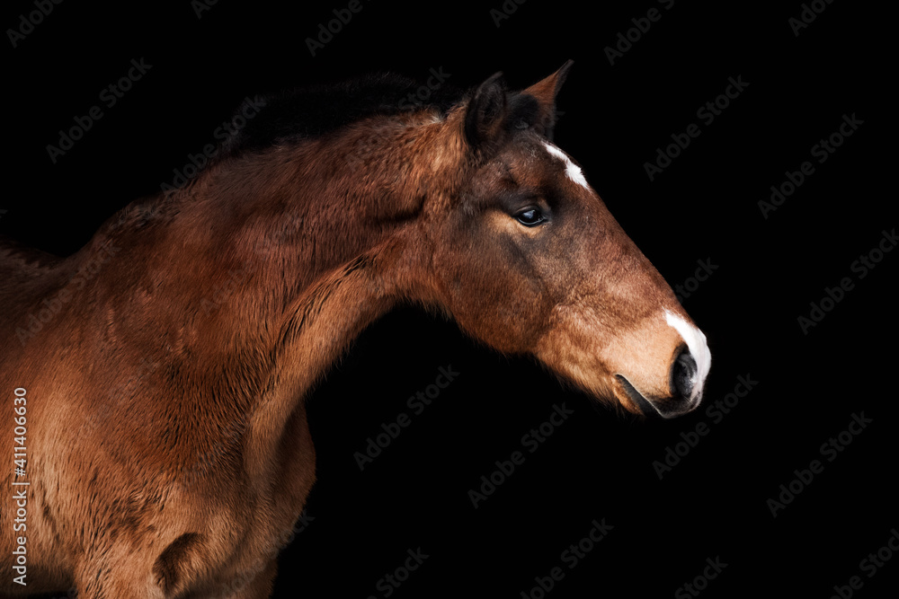 Bay senior horse stertching neck and posing against black background.