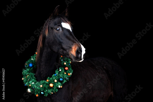 Dark bay (brown) horse with cute white heart shaped blaze on the forehead with christmas wreath on the neck against black backround. © aurency