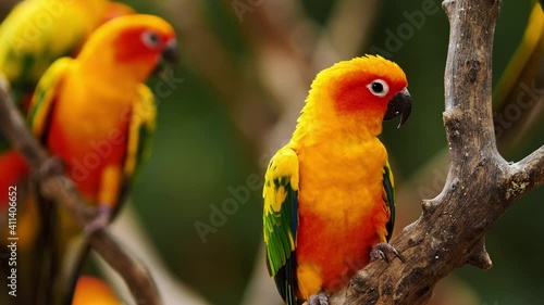 Little Parrot colorful bird, (White Eye-ring), Fischer Lovebirds, Video Clip stock footage.