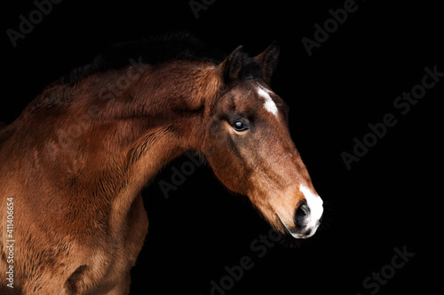 Bay senior horse stertching neck and posing against black background. 