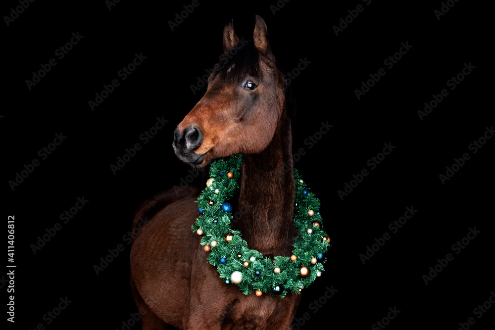 Naklejka Bay (brown) horse with christmas wreath against black backround.