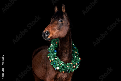 Bay (brown) horse with christmas wreath against black backround. © aurency