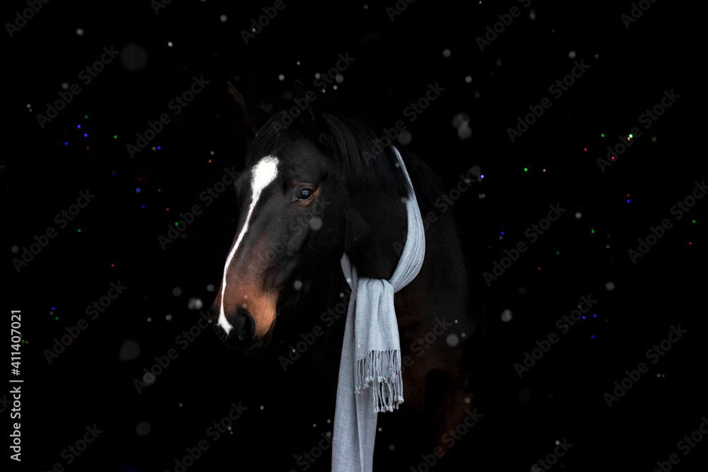 Dark bay horse with a grey scarf against black backround in light snowfall and small colorful lights.