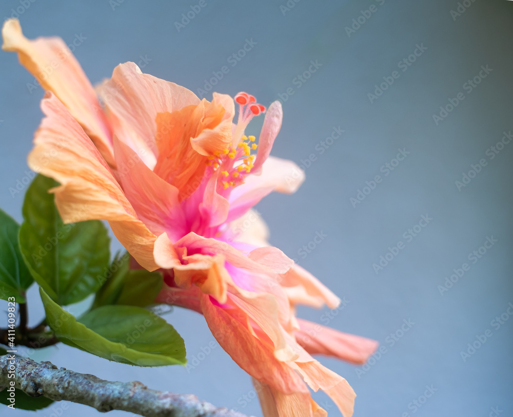 沖縄に咲くハイビスカスの花 沖縄の亜熱帯に咲く美しい花 Stock 写真 Adobe Stock