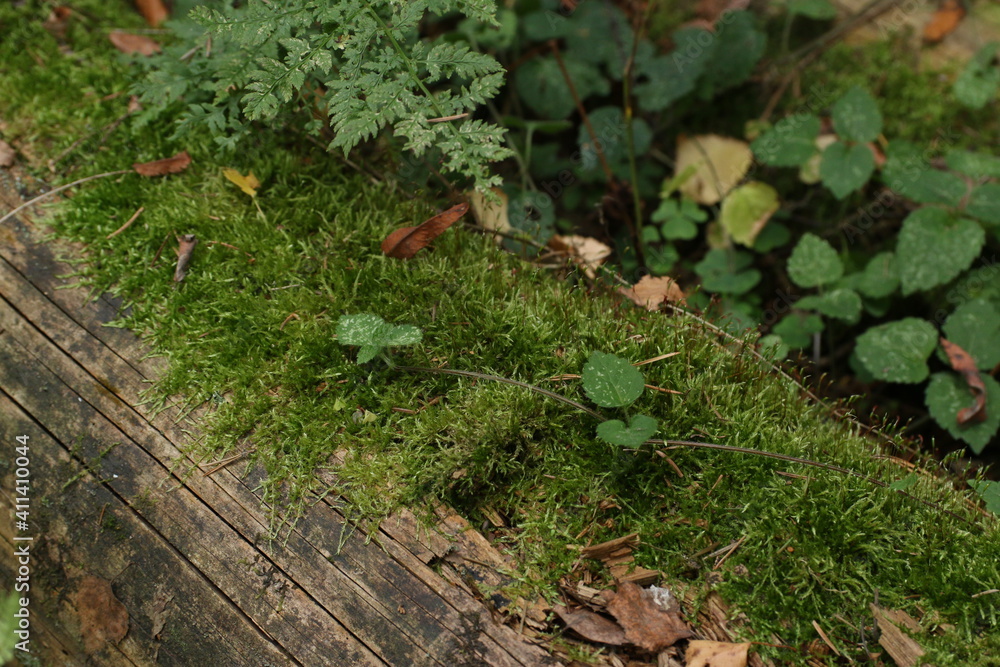Obraz premium moss on a fallen tree