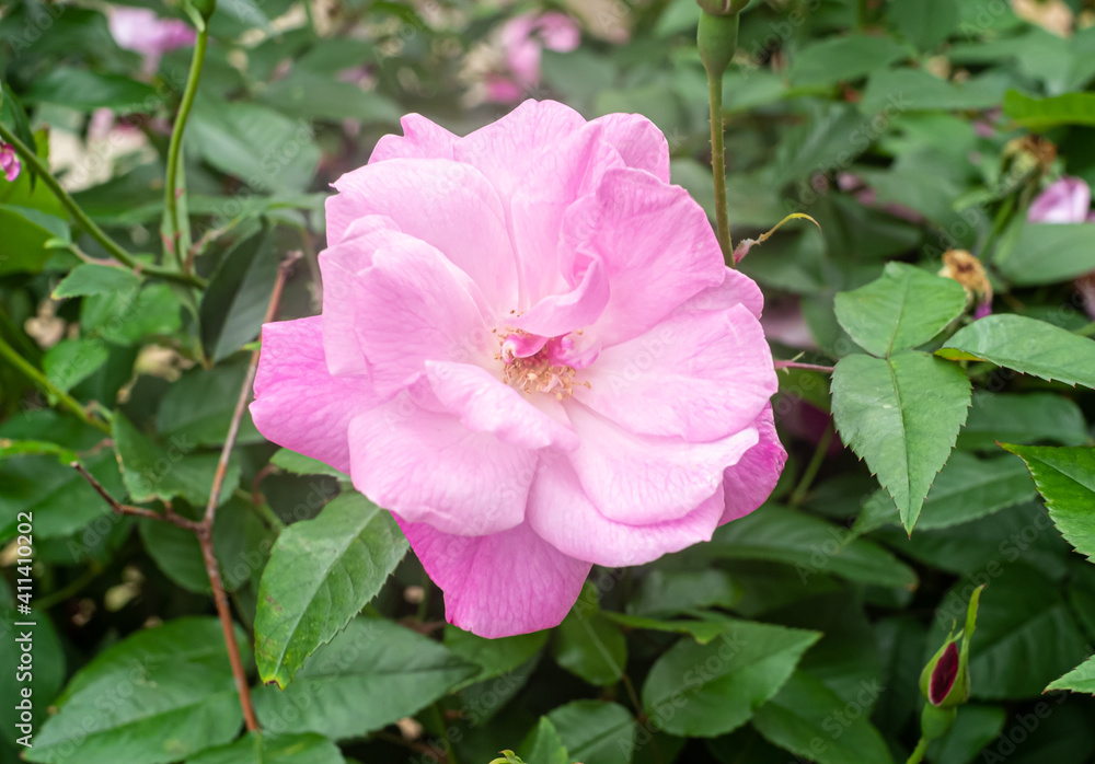 沖縄に咲くバラの花
沖縄の亜熱帯に咲く美しい花 沖縄に咲くバラの花
沖縄の亜熱帯に咲く美しい花