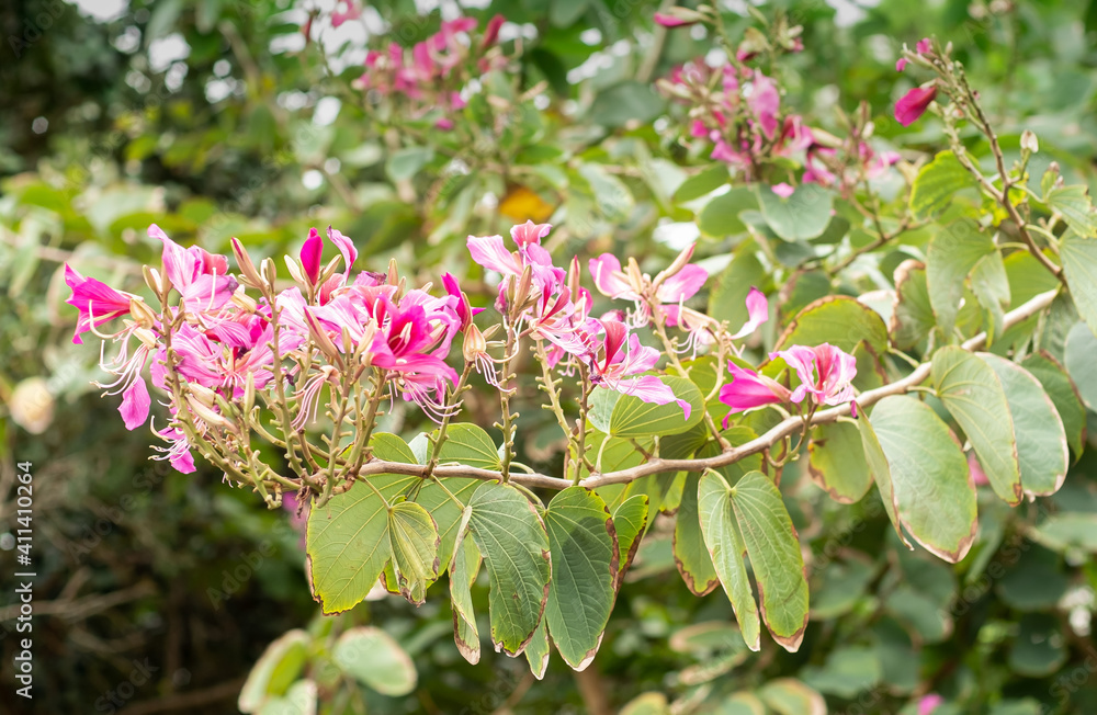 沖縄に咲くアカバナソシンカ バウヒニア の花 沖縄の亜熱帯に咲く美しい花 Stock 写真 Adobe Stock