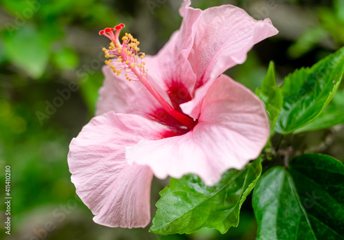 沖縄に咲くハイビスカスの花
沖縄の亜熱帯に咲く美しい花