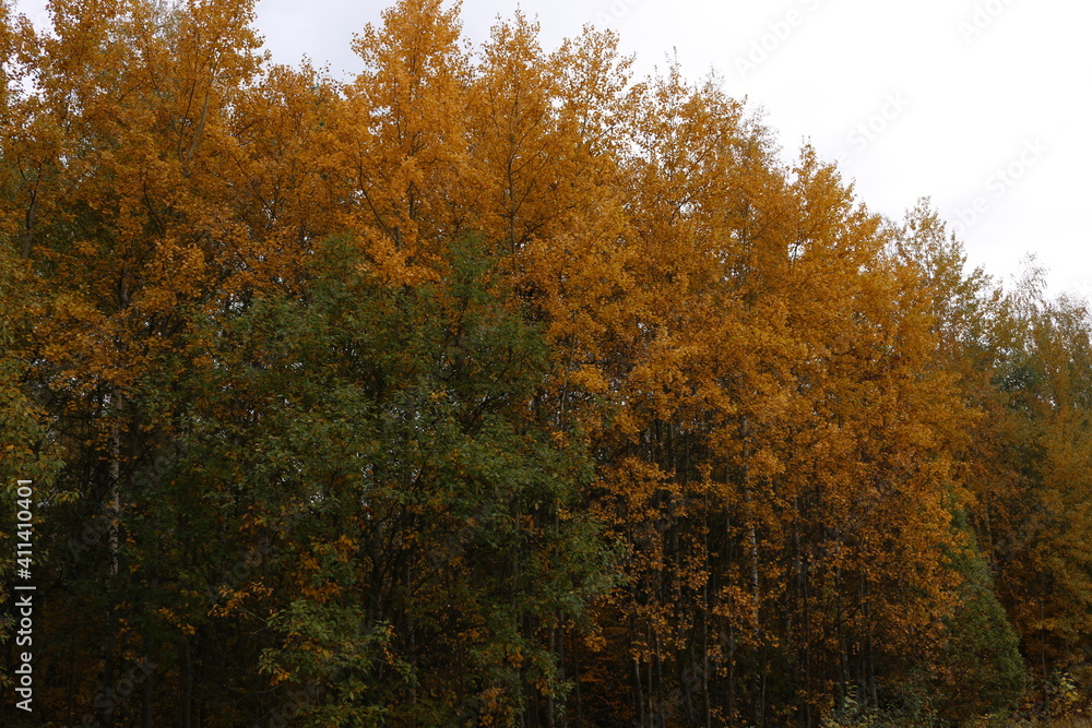 Fototapeta premium autumn in the forest