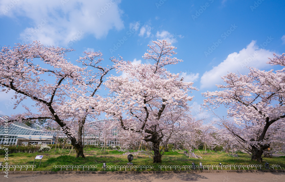 京都府立植物園の桜 京都府立植物園の桜