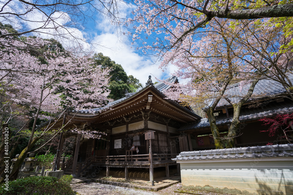 	京都　勝持寺の桜