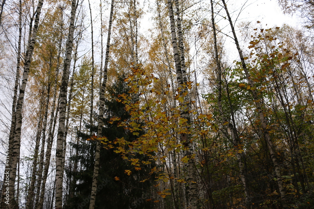 birch grove in autumn birch grove in autumn