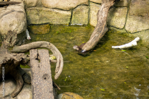 Asian small-clawed otter (scientific name amblonyx cinereus), Mogo, NSW, Australia photo