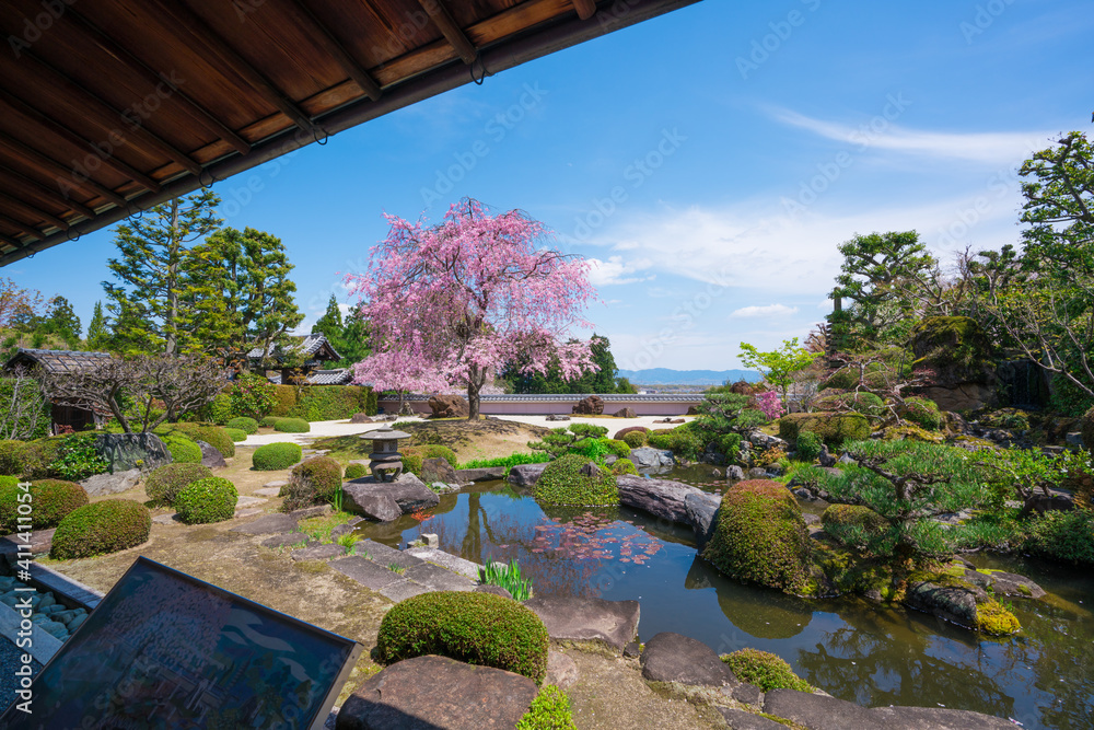京都　正法寺（しょうぼうじ）の枝垂れ桜