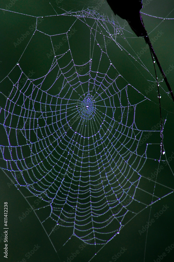 Naklejka premium Spider web with morning dew