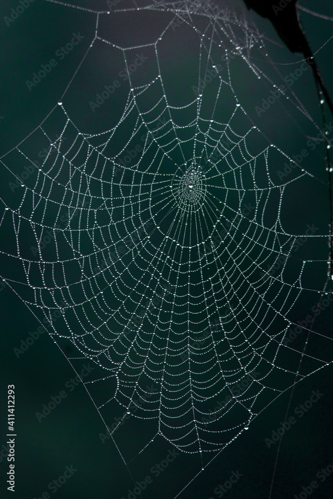 Spider web with morning dew Spider web with morning dew