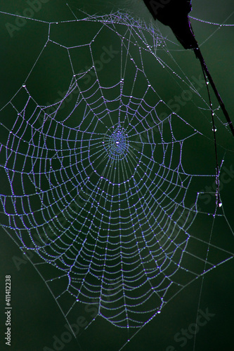 Spider web with morning dew © Ramez Twipra