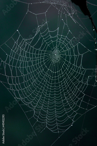 Spider web with morning dew