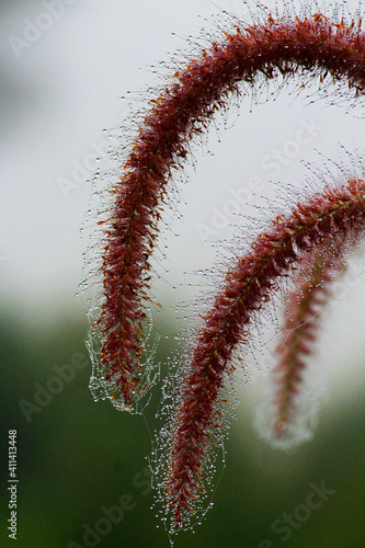 Pennisetum polystachion the mission grass on a morning dew photo