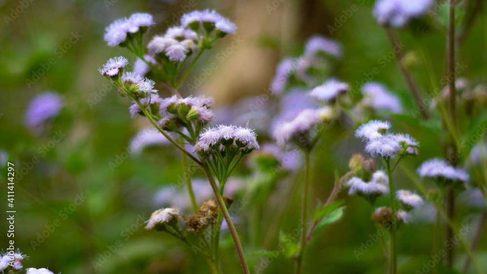 Fototapeta premium flowers in the meadow