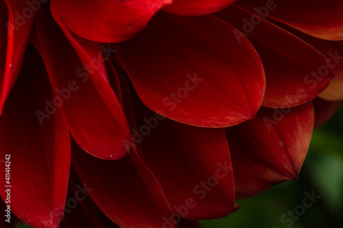 close up of red flower dahlia macro view