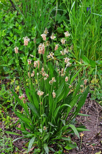 Bilde på lerret Plantago lanceolata