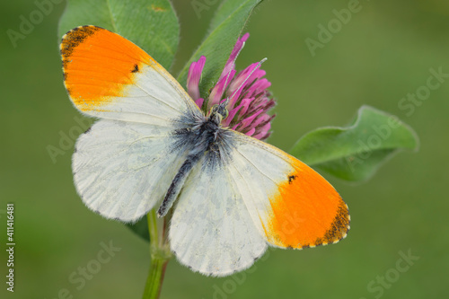 Anthocharis cardamines