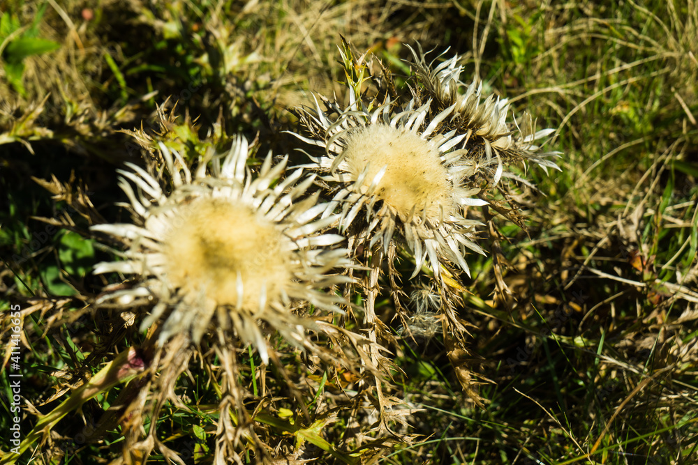beautiful silver thistle flower on meadow beautiful silver thistle flower on meadow