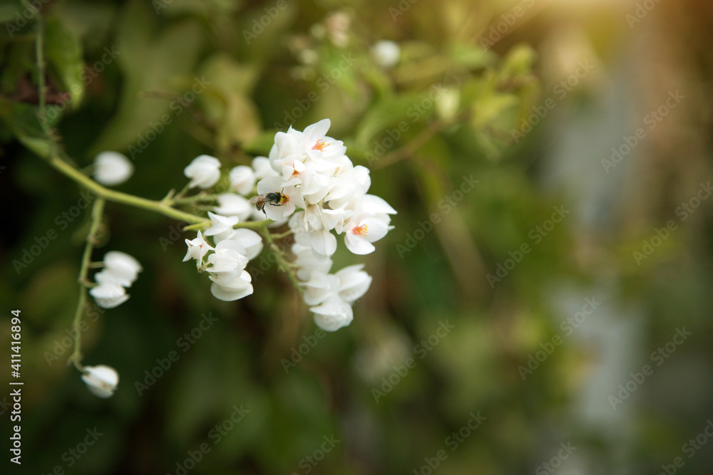 beautiful white flower with bee eating honey o beautiful white flower with bee eating honey o