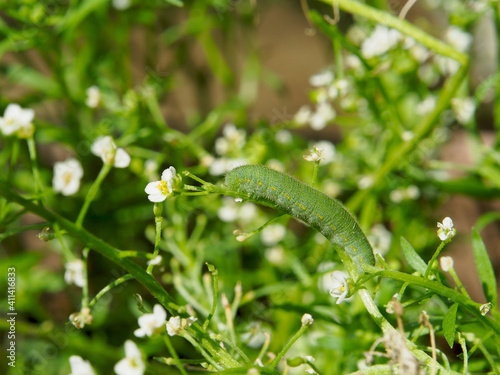 庭の植物につくモンシロチョウの幼虫 © jasmine