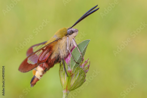 Hemaris fuciformis, farfalla notturna 