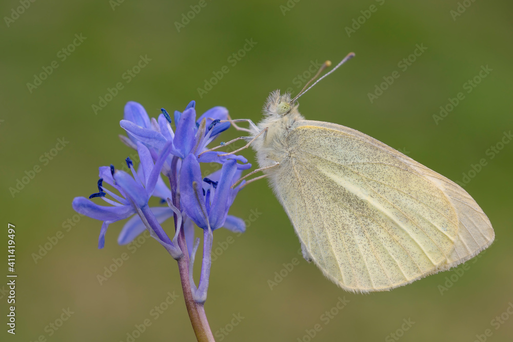 Pieris rapae Pieris rapae