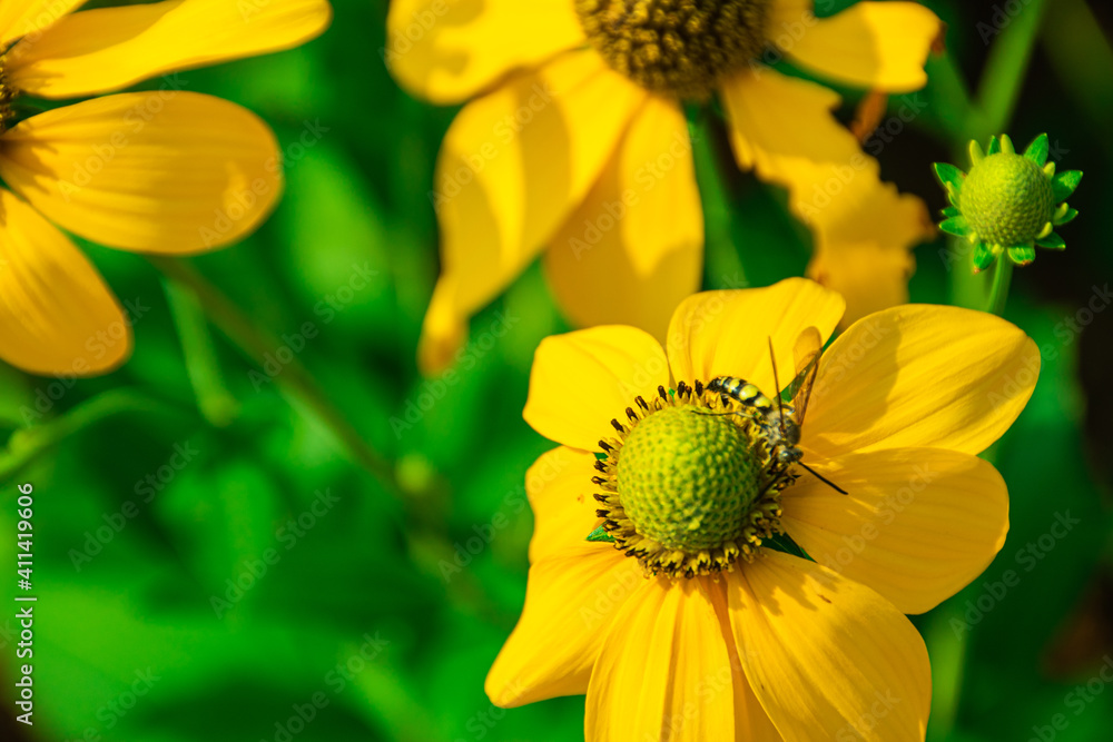 Obraz premium Prairie coneflower, beautiful bright yellow flower With bees and insects that pollinate There are blurred green leaves and black shadows in the background. 