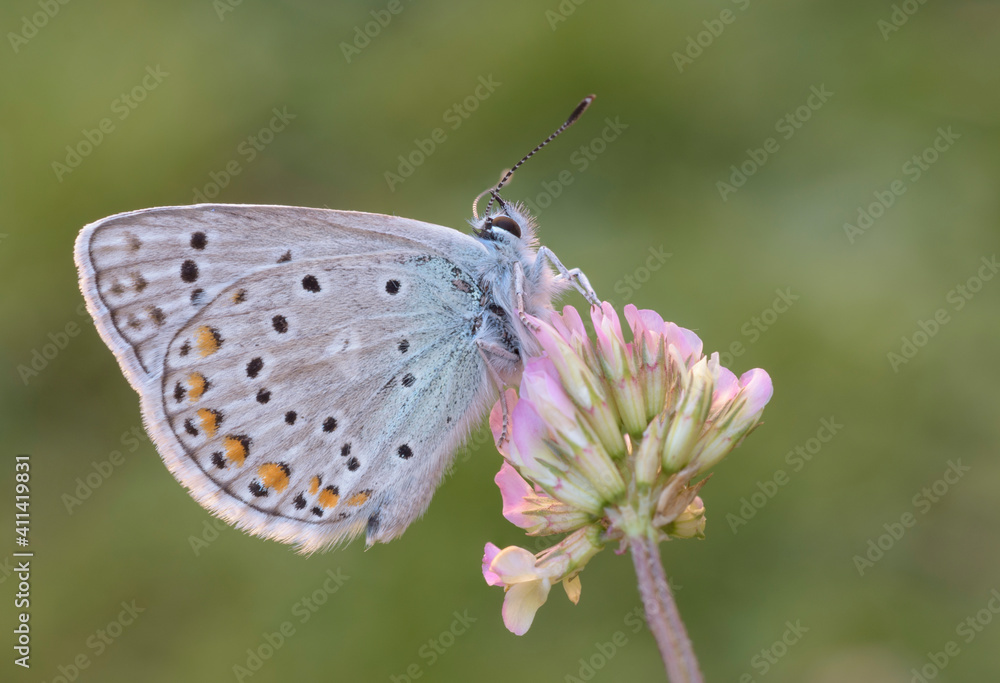 Obraz premium Polyommatus escheri