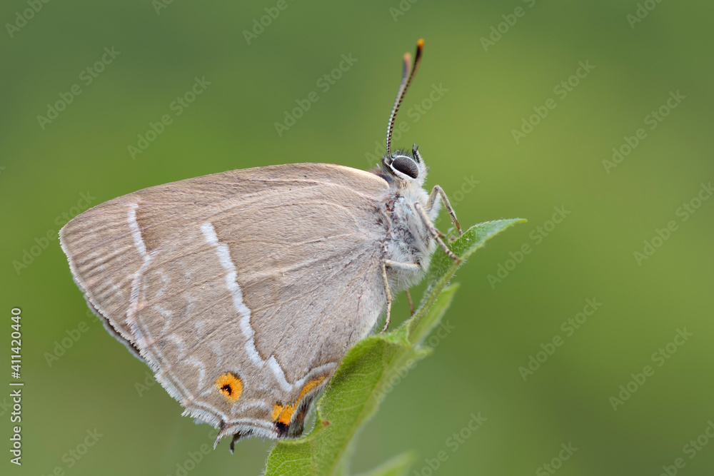 Obraz premium Quercusia quercus, farfalla non comune